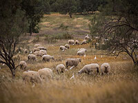 В местном совете Яффа ан-Насерийе обнаружены 27 украденных овец