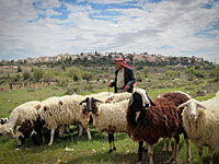 Возле Эйнабуса неизвестные избили палестинского пастуха и зарезали несколько его овец