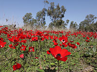 В сезон цветения анемонов открылась новая прогулочная тропа на юге Израиля