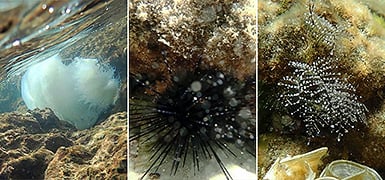 Пляжный отдых в Израиле: угрозы во время купания в море