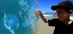 Прогноз: "сезон медуз" на израильском побережье Средиземного моря до середины августа
