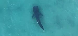 Жители Газы вытащили на берег китовую акулу, плававшую около побережья