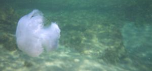 Начался летний "сезон медуз" около израильского побережья Средиземного моря