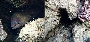 Морская фауна у берегов Бат-Яма: ежи и мурены. Фотогалерея 2025 года