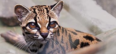 Впервые за 100 лет генетики описали новый вид кошачьих: Leopardus tilcayo из Боливии