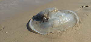 "Сезон медуз" на побережье Средиземного моря в Израиле: рекомендации специалистов