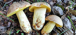 Грибной сезон в Израиле: декабрь 2025. Фотогалерея