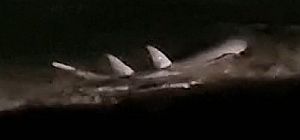 Около берега в Ришон ле-Ционе были замечены песчаные акулы. Видео