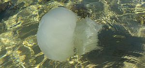 Зимнее нашествие медуз около средиземноморского побережья Израиля. ФОТО