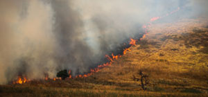 32 пожарных расчета при поддержке самолетов тушат лесной пожар в районе Кирьят-Тивона. ВИДЕО