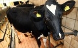 ЕС вводит эмбарго на мясо и молоко с Западного берега и Голан