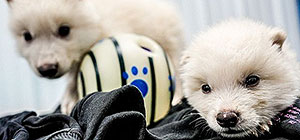 Компания Colossal объявила о воскрешении ужасного волка, вымершего 12 тысяч лет назад