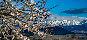 Заморозки и весеннее цветение на севере Израиля. Фоторепортаж