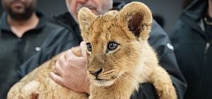 В бедуинских деревнях в Негеве обнаружены мартышки и львята