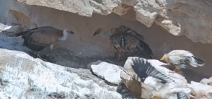 Израильские орнитологи при поддержке спецназа ЦАХАЛа вырастили грифа с помощью мультикоптера. Видео
