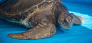 Израильские специалисты выпустили в море зеленую черепаху, спасенную ими год назад