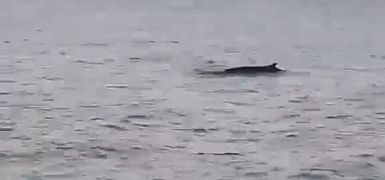 Около Ашдода замечен кит. Специалисты уточняют его вид