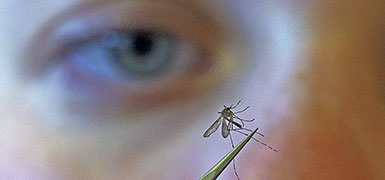 Почему репелленты отпугивают комаров. Израильское исследование