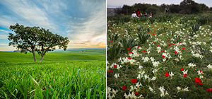 Весна в Израиле: от Кармеля до Негева. Фоторепортаж
