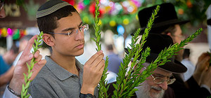 Израильтяне готовятся к празднику Суккот. Фоторепортаж