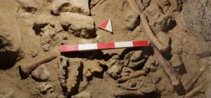 Homo Nesher Ramla: израильские ученые нашли новое звено в истории эволюции человека