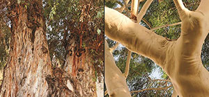 Самые старые деревья в Израиле. Список, ФОТО