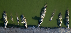 На заброшенной ферме в Иорданской долине убиты сотни крокодилов