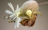 Побит рекорд фиников Масады:  колымский цветок, которому 30.000 лет