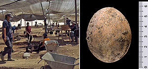 Редчайшая находка израильских археологов: куриное яйцо, которому тысяча лет
