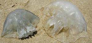 "Сезон медуз" около побережья Израиля заканчивается, не начавшись