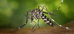 Израильские ученые разработали новый генетический метод для борьбы с комарами