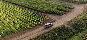 Может ли Израиль прокормить себя, опираясь только на собственные ресурсы. Новая экономическая модель